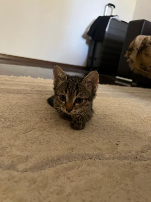 Котята в хорошие руки