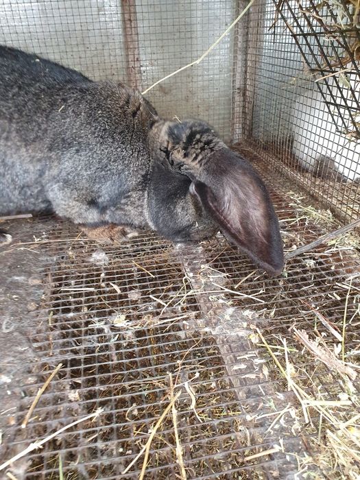 Iepuroi urias german gri fier