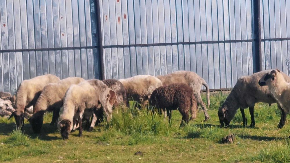 Animale domestice
