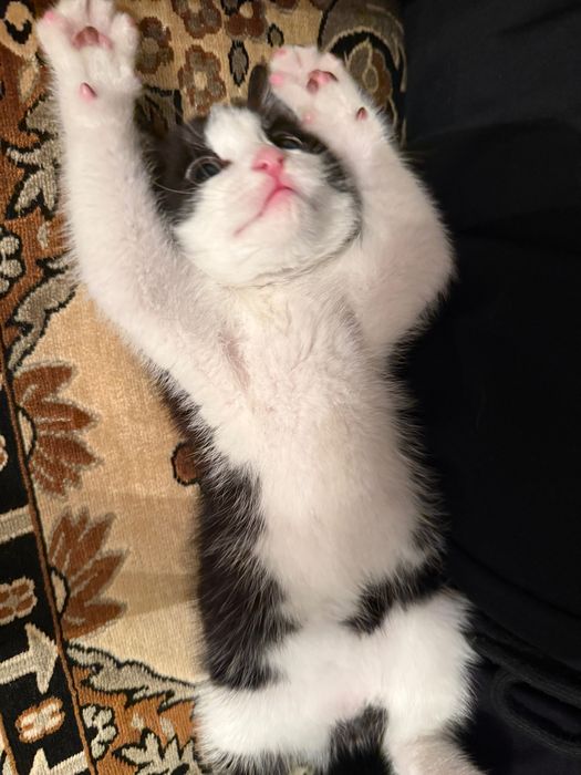 Отдам кота ( мальчик)