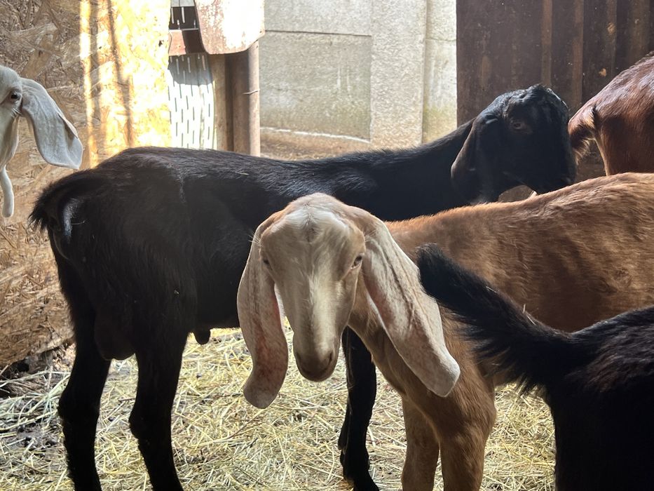 Pereche tap si iada anglonubian