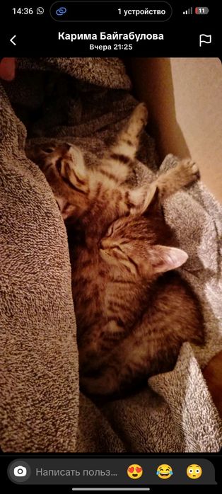 Отдам котят в хорошие руки