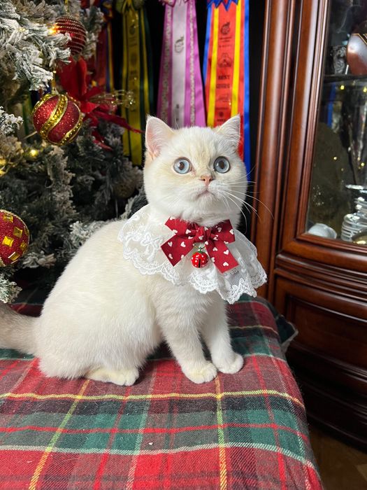 Fetita british shorthair