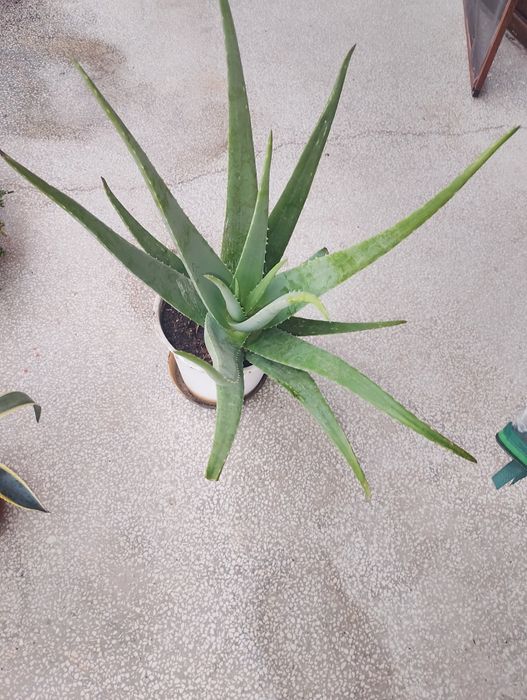 Продавам италианско 3 годишно алое Вера