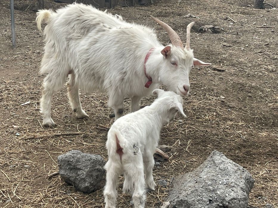 Срочно продам козу с козленком!