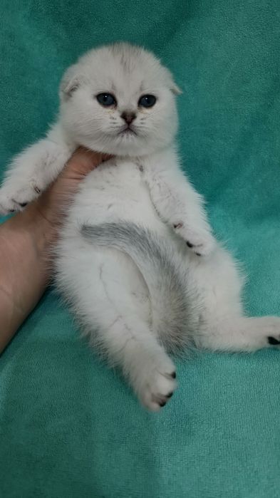 Продаётся чистокровная шотландская девочка скоттиш фолд