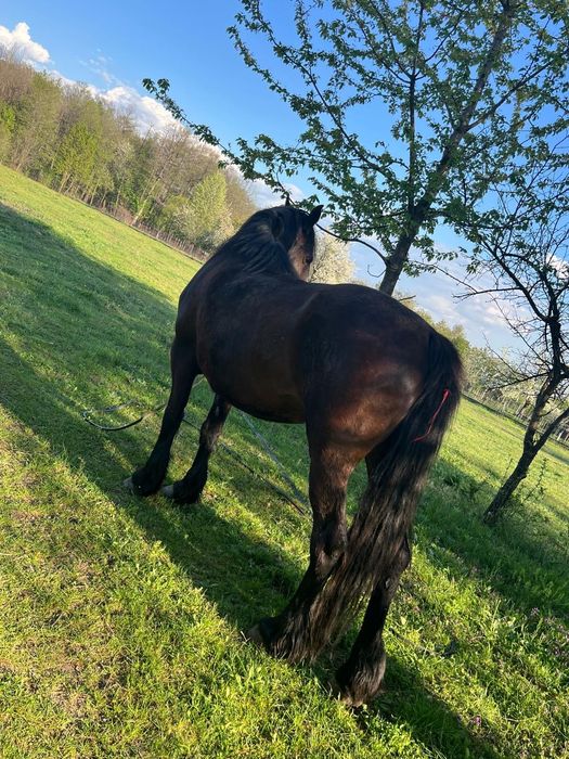 Vand iapa rasa Metis Frizian