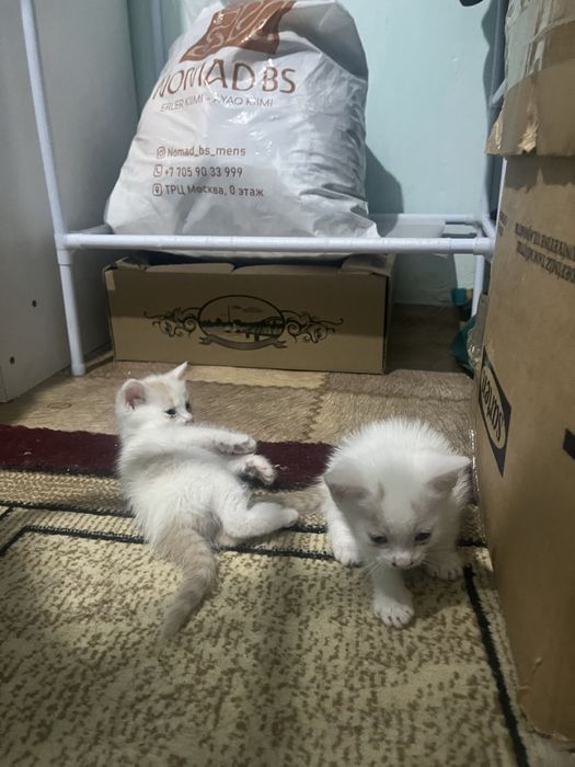 Котята 1 месяц