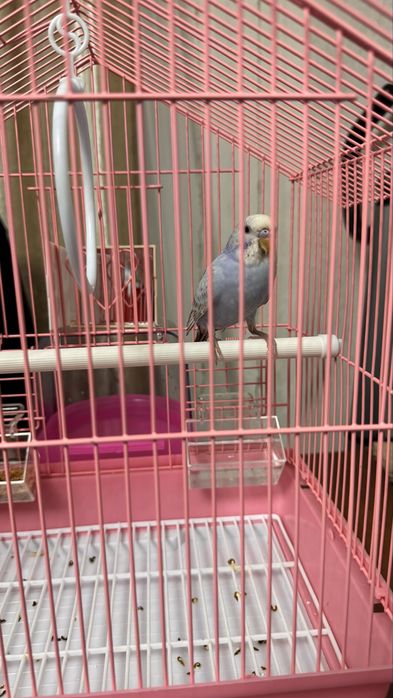 Попугаи с клеткой