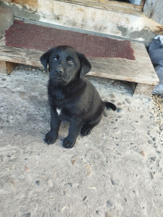 Продам собаку лабрадор