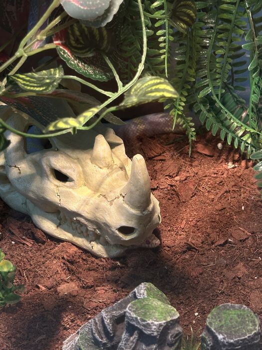 Калифорнийская королевская неядовитая (Альбинос)