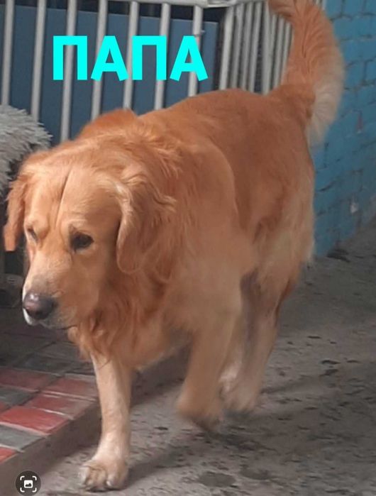 Бронирование на щенков Голден ретривер