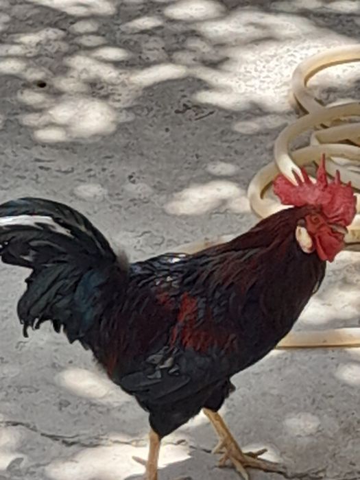 Продаётся петух с  большим гребнем!