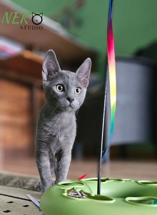 Cazare animale de companie - Pet hotel pisici