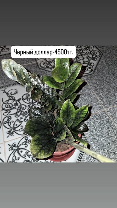 Домашние цветы Мырзакент