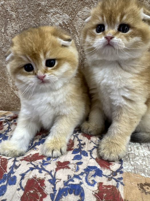 Продаются котята. Британские. Шотланские фолд