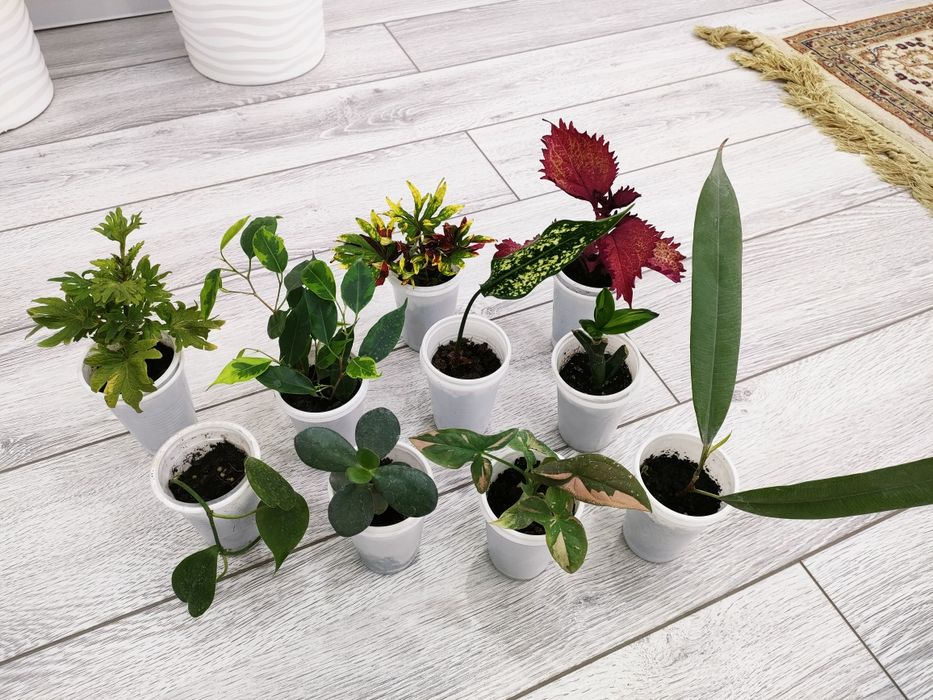 Отростки по 500тг, доставка