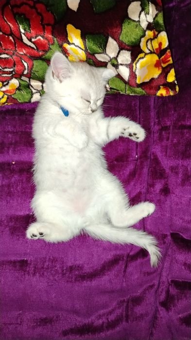 Кошка Шиншилла 100 га 100 тоза