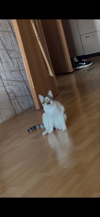 Трехцветная кошечка