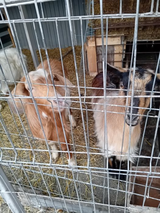 Capre si țap anglonubian