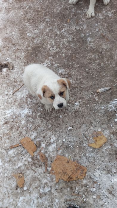 Продам щенка  Алабая   родились  одиноцетого ноября .