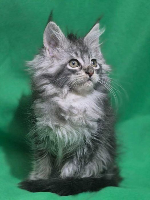 Котенок Мейн кун девочка чистокровная