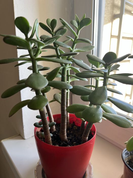 Цветы домашние: Толстянка