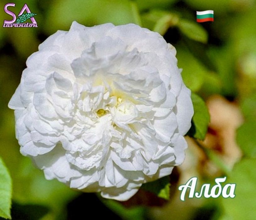 Маслодайна роза разсад – Дамасцена, Алба, Сентифолия, гол корен