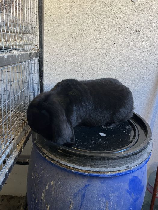 Iepuri berbec german