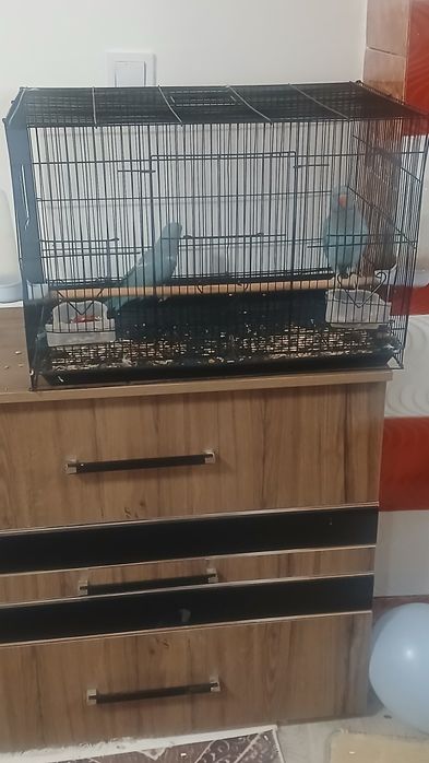 Vând papagali micul Alexandru blânzi.