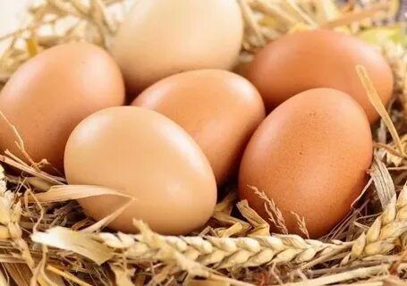 Brama tuxumlari sotiladi juja ochirish uchun