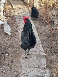 Продам молодых домашних петухов