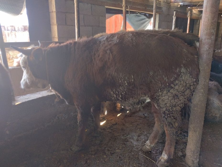 Срочно продажа быка...