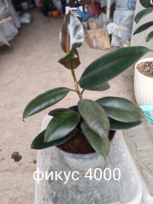 Продам фикусы срочно