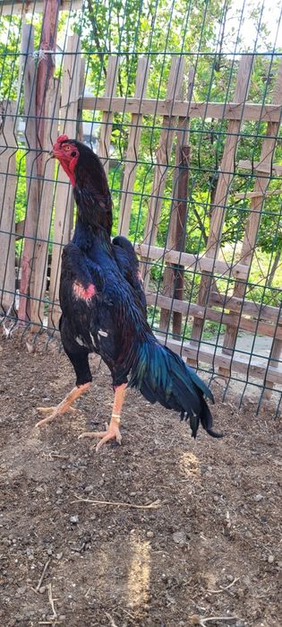 О Шамо привозной