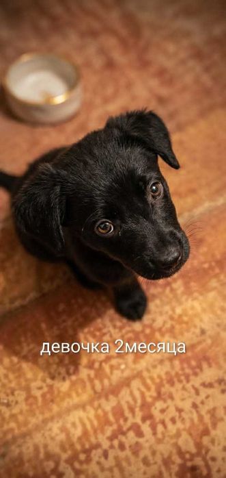 Отдам двух девчонок