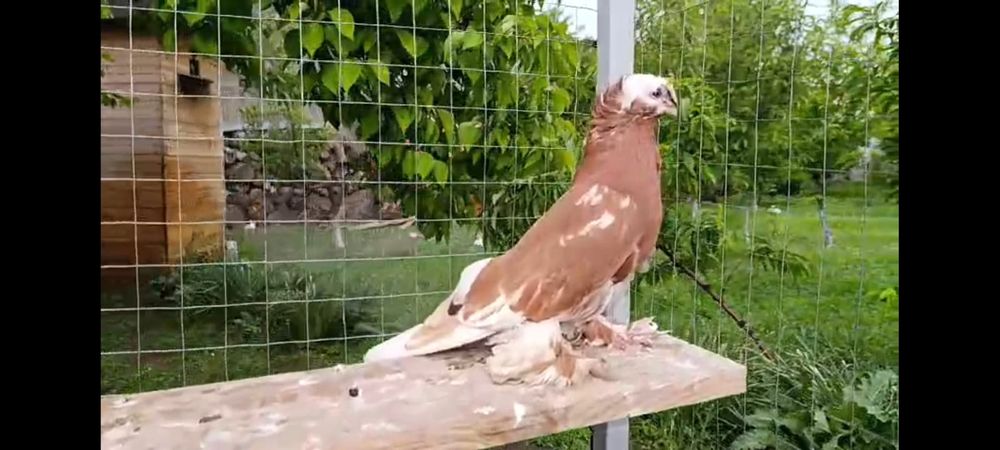 Голубка чинка полосатые пара