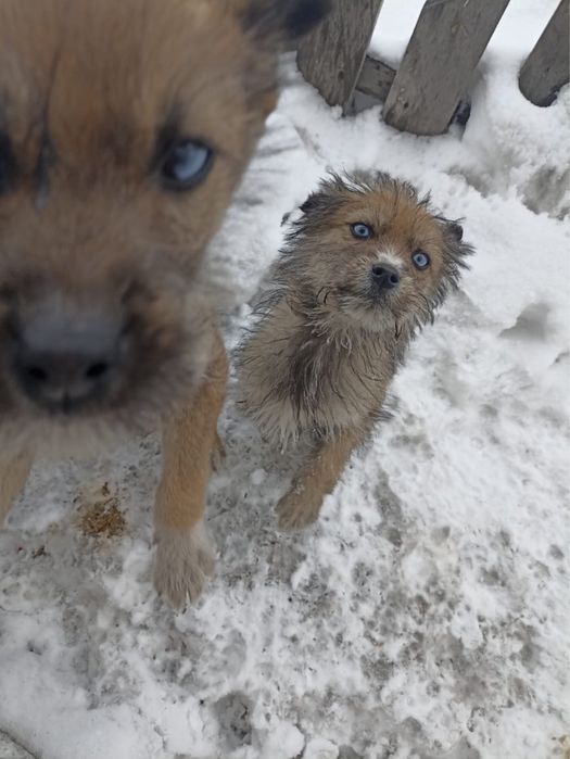 Щенята СРОЧНО ищут новый дом