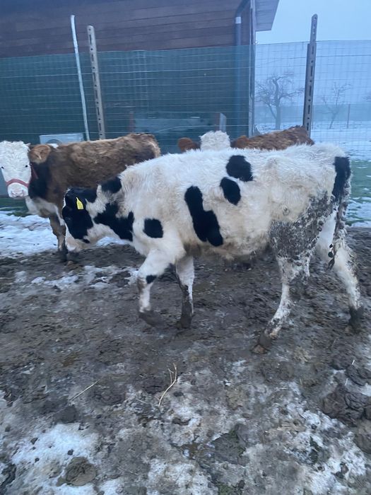 De vanzare 4 vitele și 4 tauri