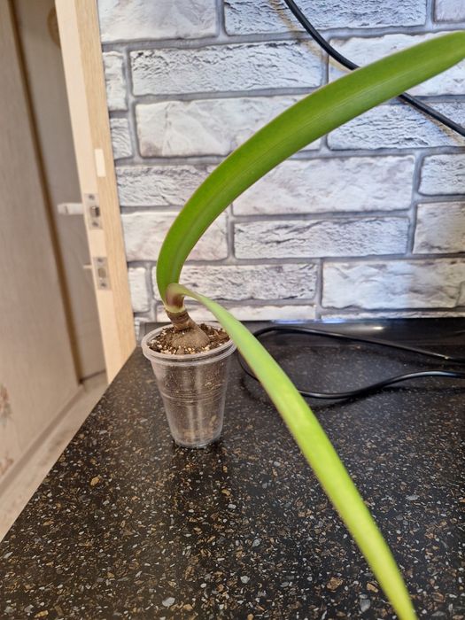 Гипеаструм красный луковицы