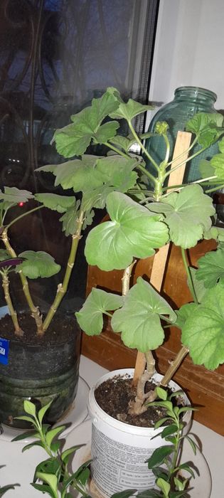 Цветы комнатные недорого. 1000т.