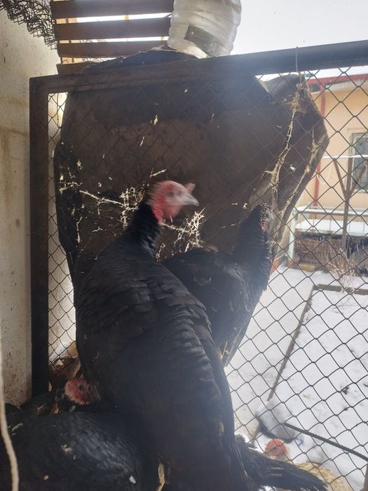 Домашние индюки разные вес