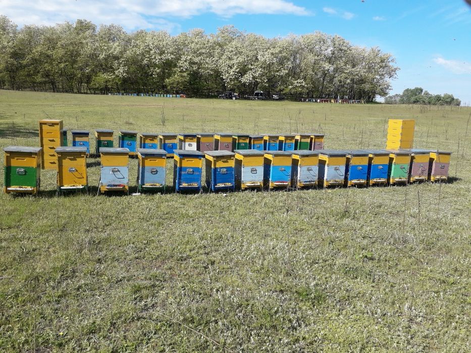 Vand miere din stupina. Salcam 40 ron, tei 35 ron, poliflora 30 ron.