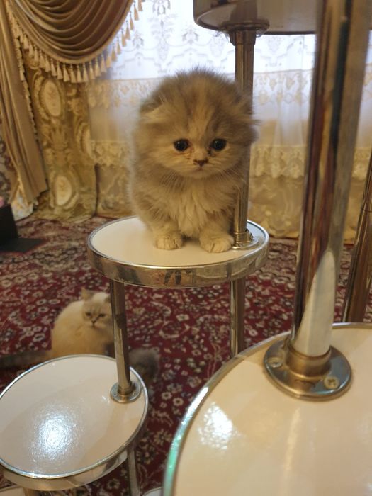 Zotdor mushuk bolalari zoti toza