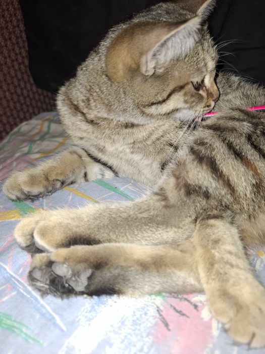 Отдам в добрые руки кошку