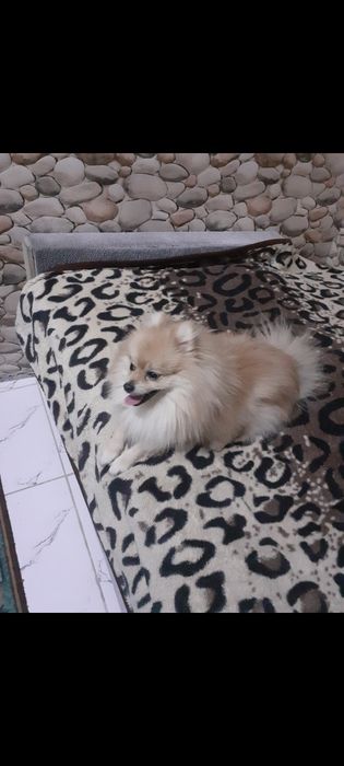 Померанский шпиц