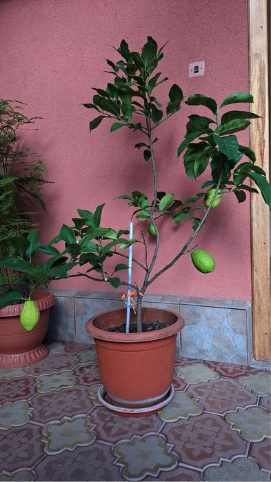 Lămâi în ghiveci de vânzare