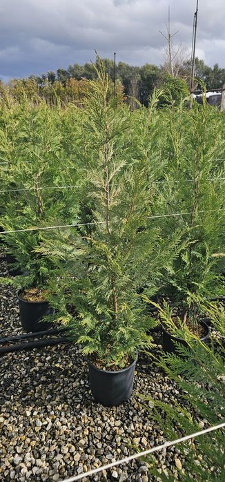 Cupressocyparis leylandii ( ideal pentru gard viu)