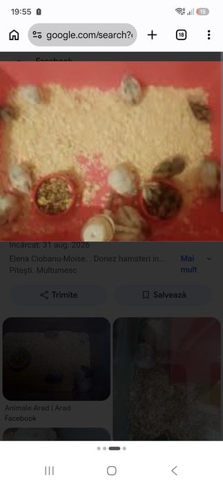 Donez hamster in pitesti