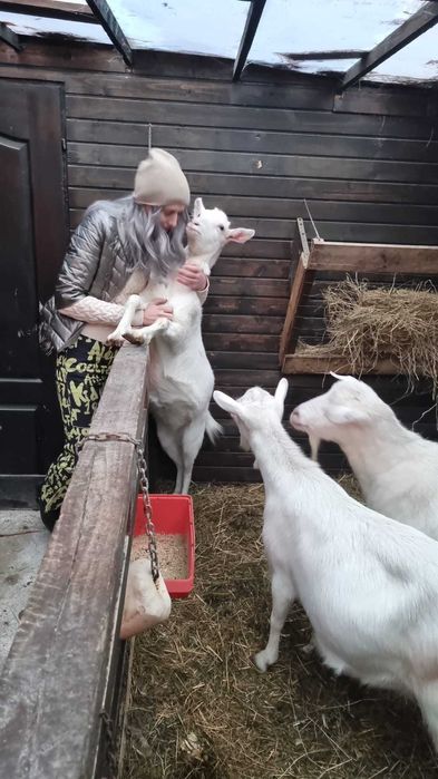 Miere de padure 100% NU sirop de zahăr !